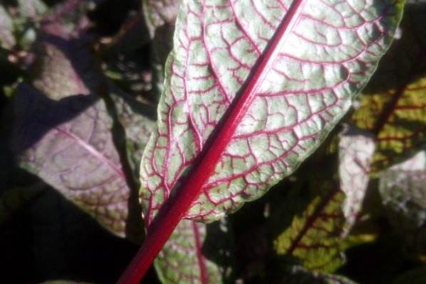 酸模市場價格多少錢一斤 酸模產地在哪里