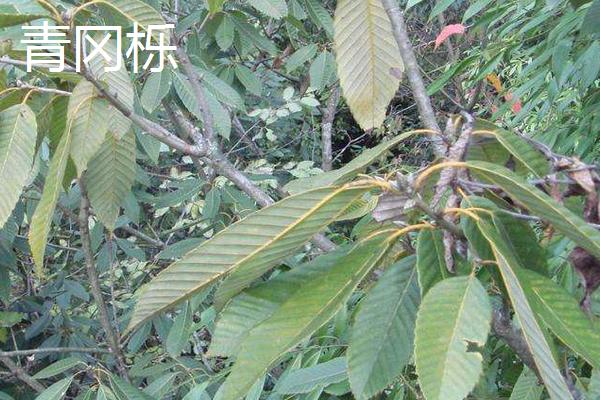 橡子是什么 橡子有多少種