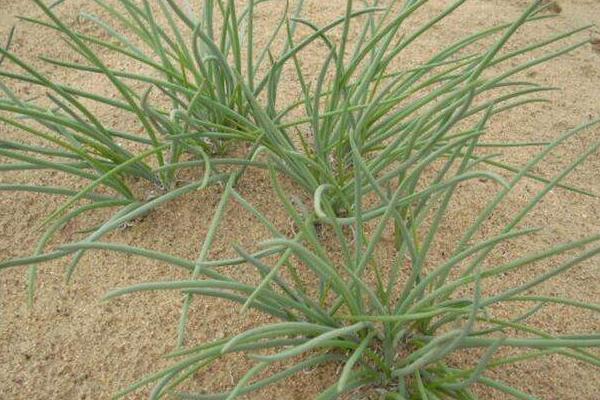 什么地適合種植沙蔥 北方能種植沙蔥嗎