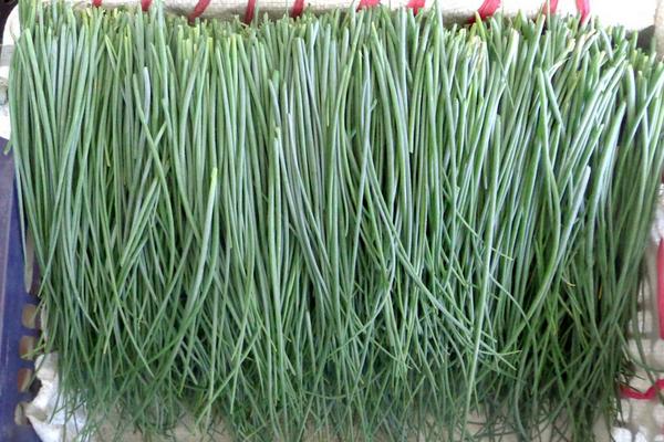 什么地適合種植沙蔥 北方能種植沙蔥嗎