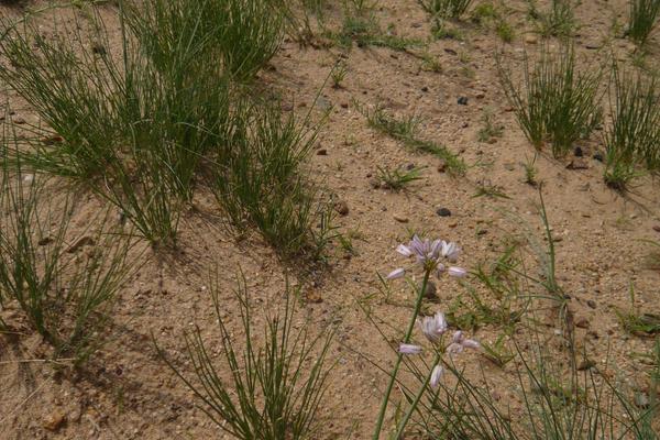 什么地適合種植沙蔥 北方能種植沙蔥嗎
