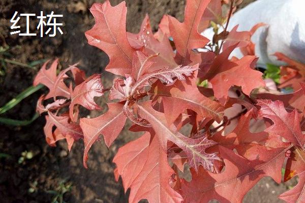 橡子是什么 橡子有多少種