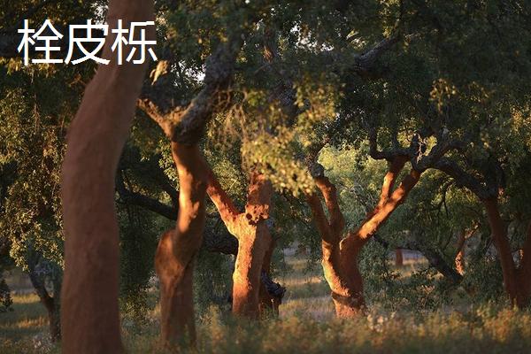 橡子是什么 橡子有多少種