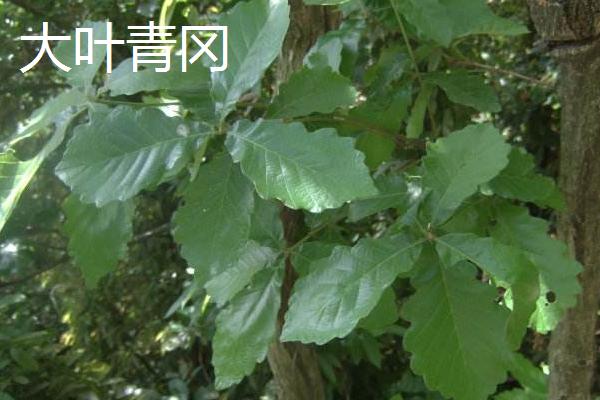 橡子是什么 橡子有多少種