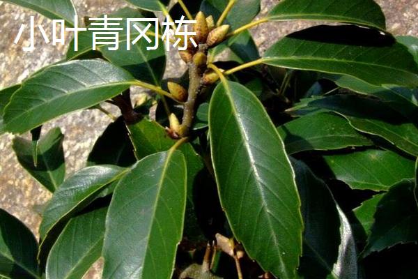 橡子是什么 橡子有多少種