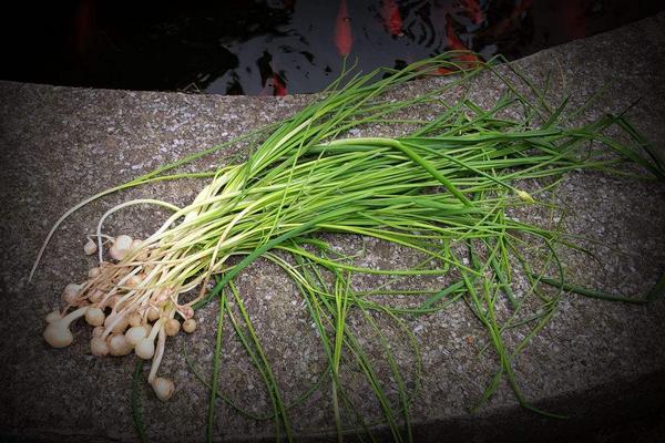 薤白能產生種子嗎 哪里有薤白種子買