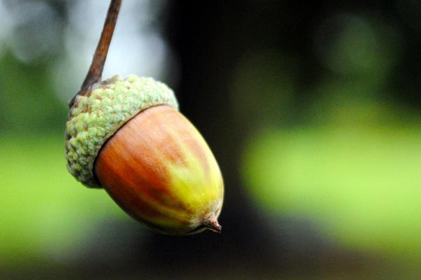 野生橡子市場價格多少錢一斤 橡子產地在哪里