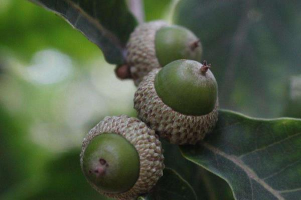 野生橡子市場價格多少錢一斤 橡子產地在哪里