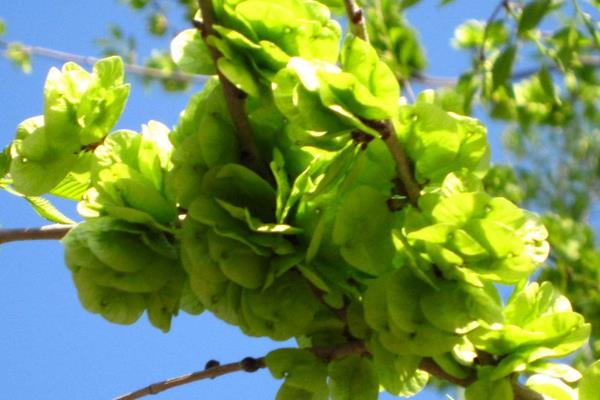 榆錢樹什么時候種植 榆錢生長環(huán)境 榆錢樹幾年長榆錢