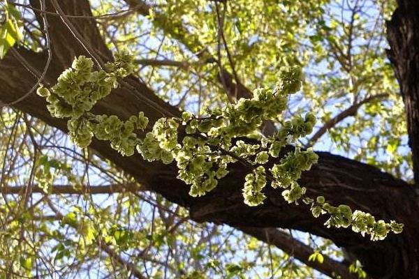 榆錢樹什么時候種植 榆錢生長環(huán)境 榆錢樹幾年長榆錢