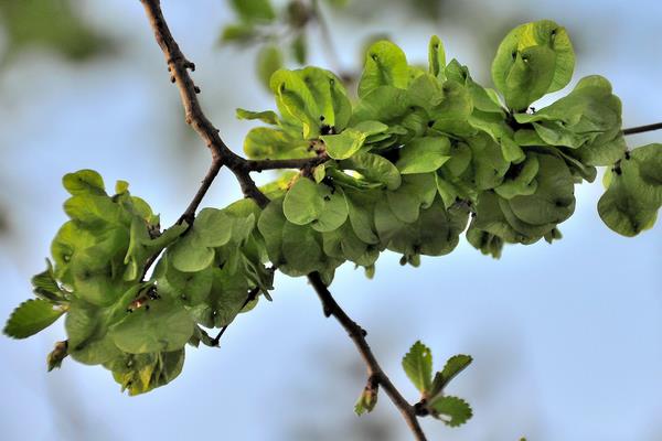 榆錢樹什么時候種植 榆錢生長環(huán)境 榆錢樹幾年長榆錢