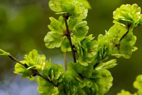 榆錢樹什么時候種植 榆錢生長環(huán)境 榆錢樹幾年長榆錢