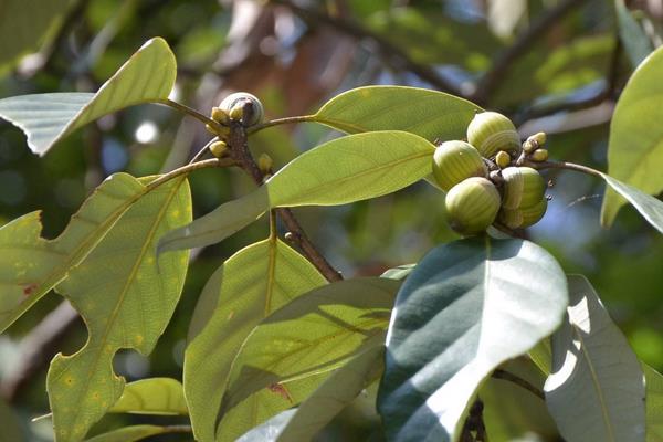 野生橡子市場價格多少錢一斤 橡子產地在哪里