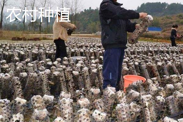 5萬元能在農村做些什么6個農村5萬元創業項目推薦