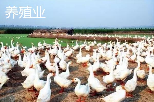 5萬元能在農村做些什么6個農村5萬元創業項目推薦