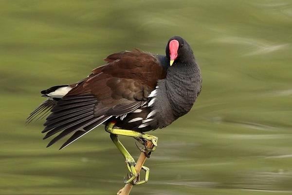黑水雞是幾級保護動物 黑水雞產地在哪里