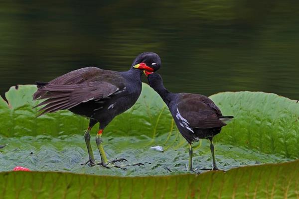 黑水雞是幾級保護動物 黑水雞產地在哪里
