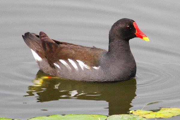 黑水雞是幾級保護動物 黑水雞產地在哪里