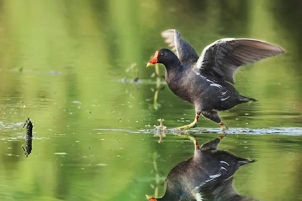 黑水雞是幾級保護動物 黑水雞產地在哪里