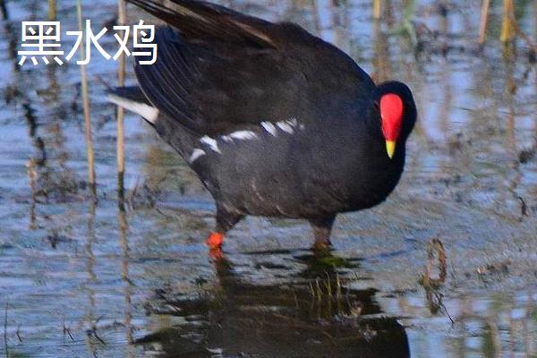 黑水雞和黑水鴨、白骨頂的區別是什么 黑水雞的養殖需要注意哪些