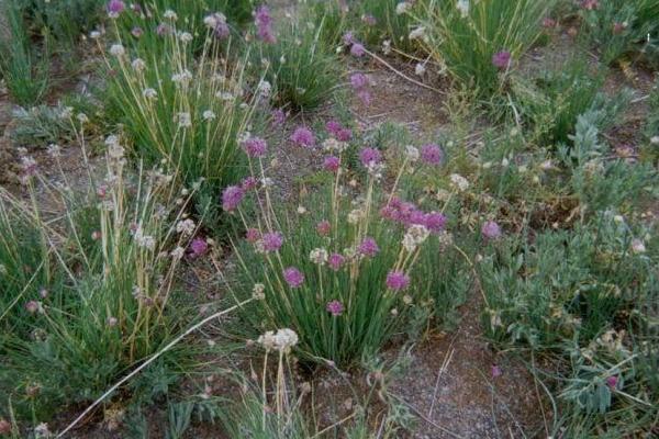 沙蔥一畝地用幾斤種子 種植沙蔥的成本是多大