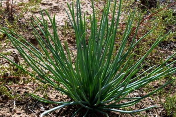 沙蔥一畝地用幾斤種子 種植沙蔥的成本是多大