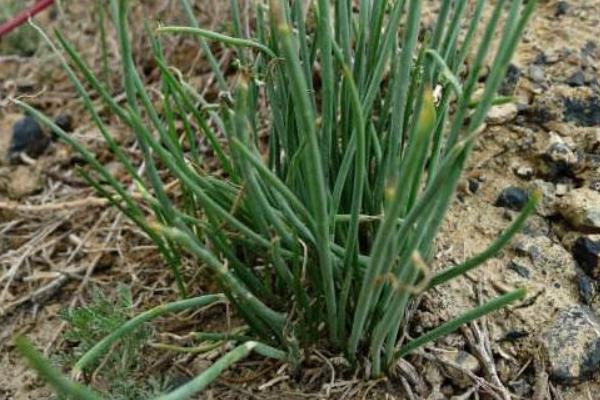 沙蔥一畝地用幾斤種子 種植沙蔥的成本是多大