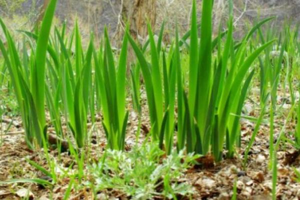 沙蔥一畝地用幾斤種子 種植沙蔥的成本是多大