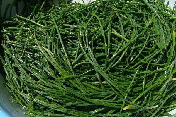 蔥種植前景怎么樣 沙蔥種植多少年可以受益