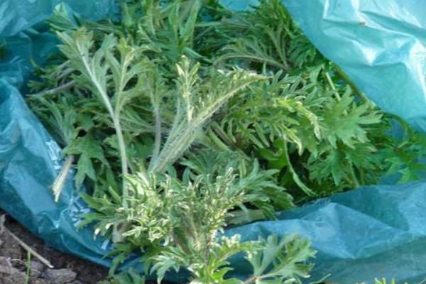 野菜哈拉海市場價格多少錢一斤 哈拉海產地在哪里