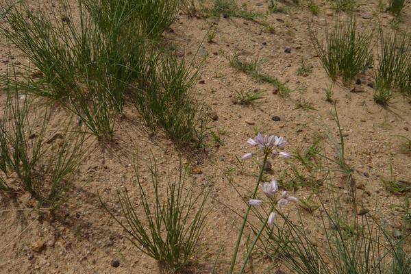 沙蔥畝產量多少斤 大棚種沙蔥賺錢嗎