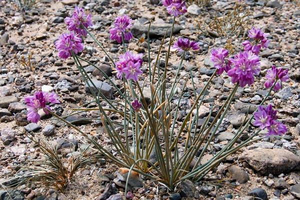 沙蔥畝產量多少斤 大棚種沙蔥賺錢嗎