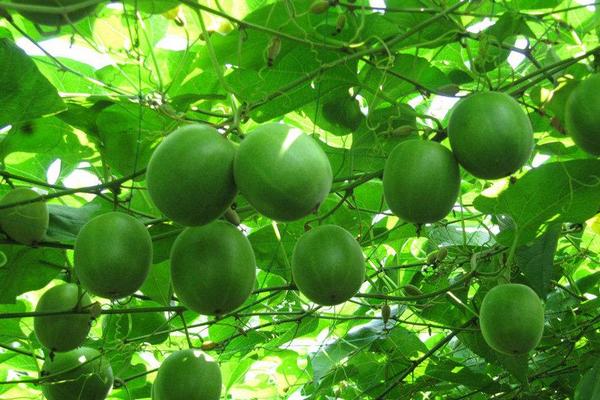 羅漢果有幾種品種 羅漢果分別有哪些顏色