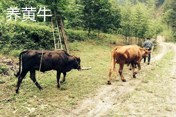 農村能日賺500的項目有哪些