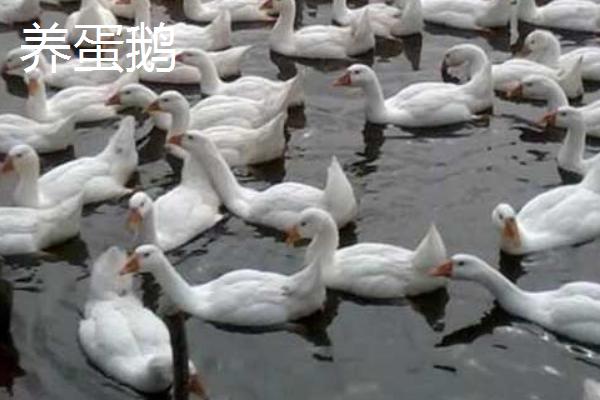 農村能日賺500的項目有哪些