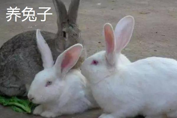 農村能日賺500的項目有哪些