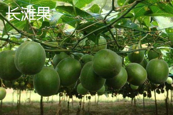 羅漢果有幾種品種 羅漢果分別有哪些顏色