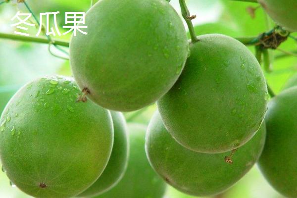 羅漢果有幾種品種 羅漢果分別有哪些顏色