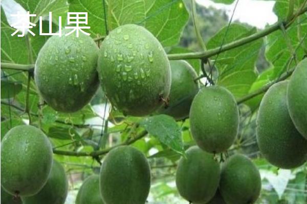 羅漢果有幾種品種 羅漢果分別有哪些顏色