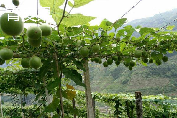 羅漢果有幾種品種 羅漢果分別有哪些顏色