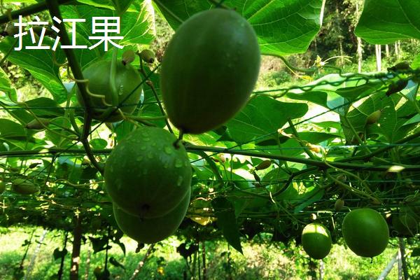 羅漢果有幾種品種 羅漢果分別有哪些顏色