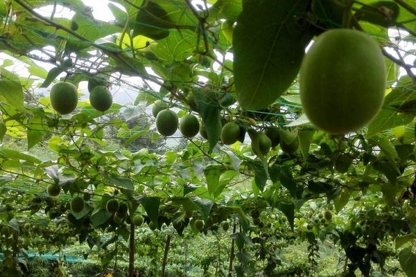 羅漢果有幾種品種 羅漢果分別有哪些顏色