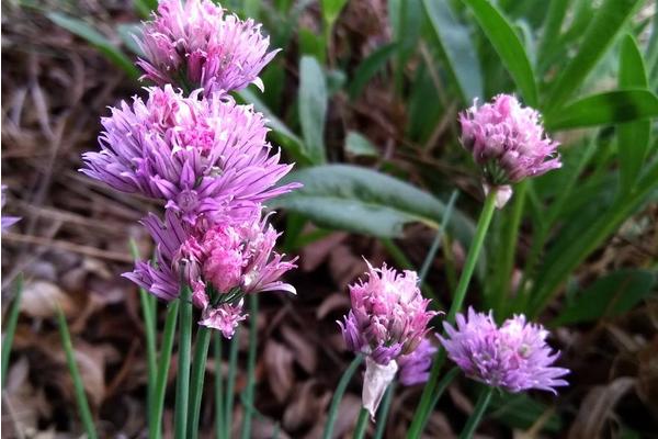 沙蔥畝產量多少斤 大棚種沙蔥賺錢嗎