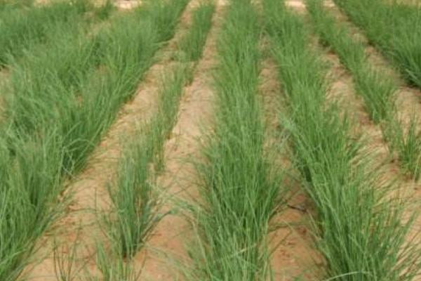 沙蔥的種植條件 沙蔥適合什么土壤種植