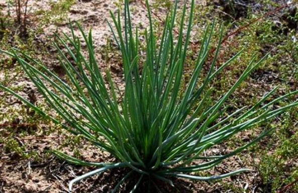 沙蔥的種植條件 沙蔥適合什么土壤種植