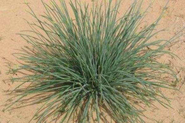 沙蔥的種植條件 沙蔥適合什么土壤種植