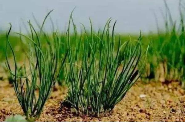 沙蔥的種植條件 沙蔥適合什么土壤種植