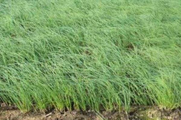 沙蔥的種植條件 沙蔥適合什么土壤種植