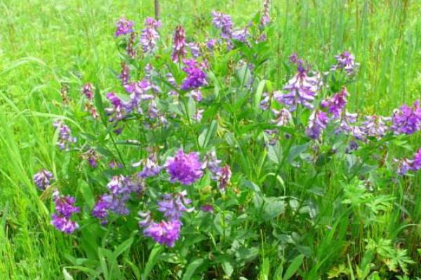 野菜歪頭菜幾月有 歪頭菜市場價值如何