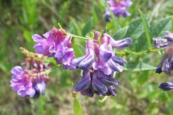 野菜歪頭菜幾月有 歪頭菜市場價值如何